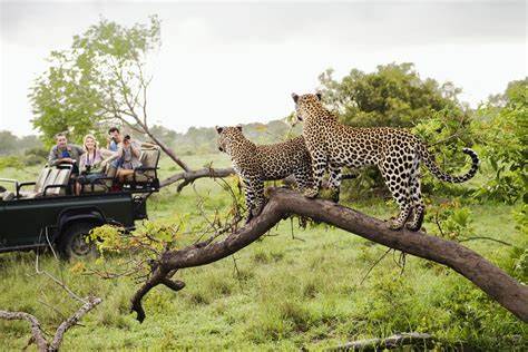 serengeti and masai mara African safari