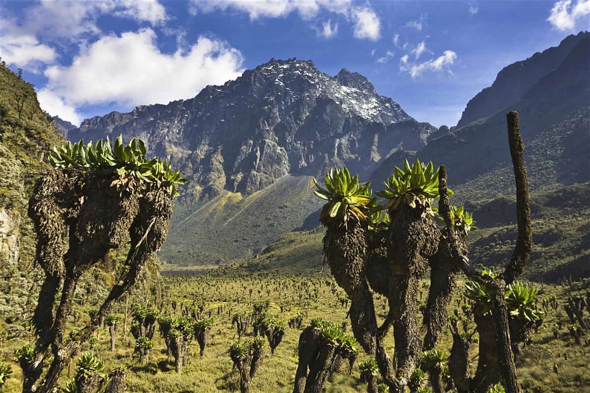 Mt-Emin-Rwenzori-Mountains-Uganda