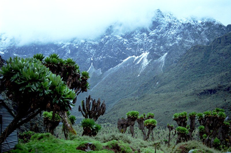 Mt-Gessi-Rwenzori-Mountains-Uganda