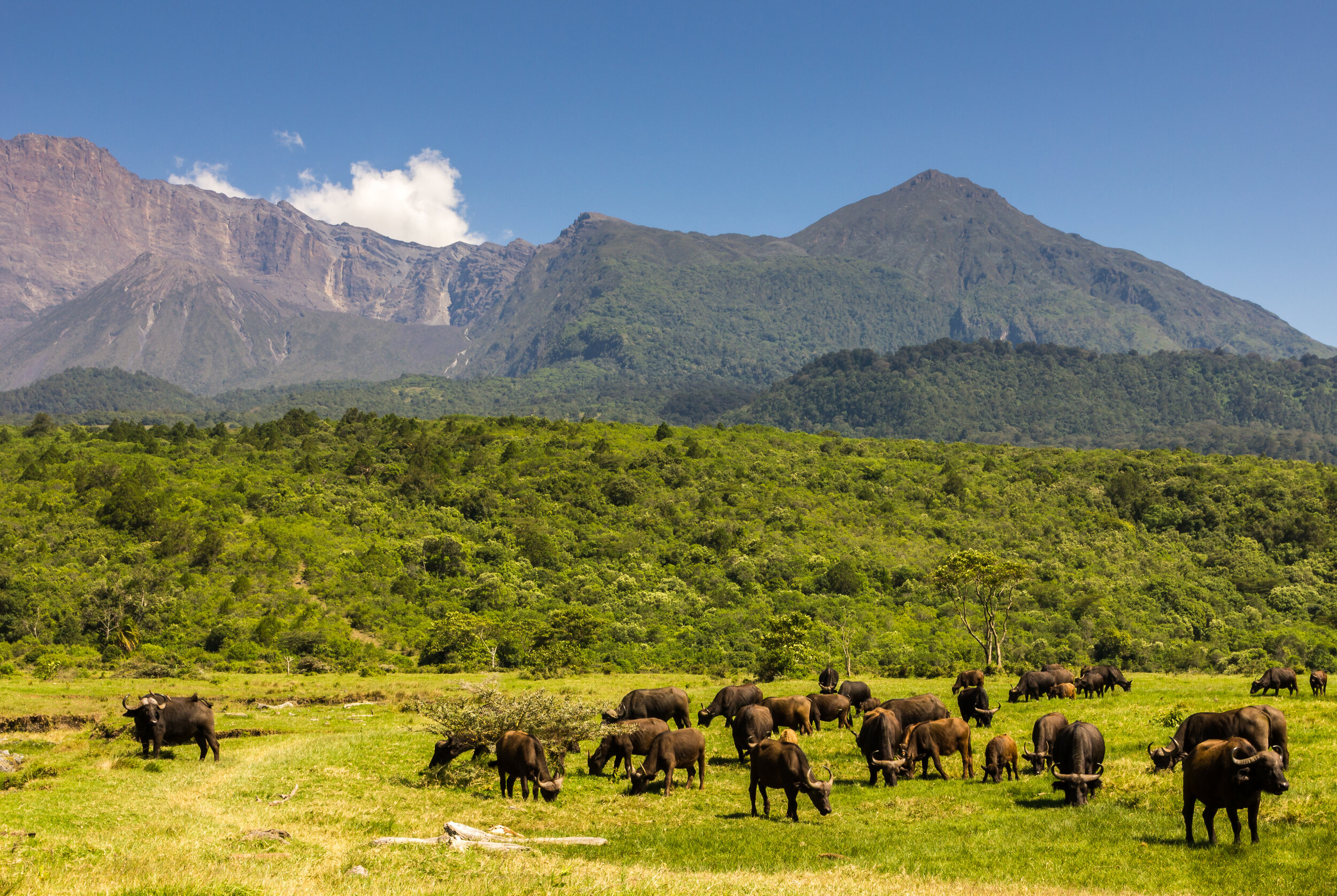 Kilimanjaro-mountain-wildlife-safaris