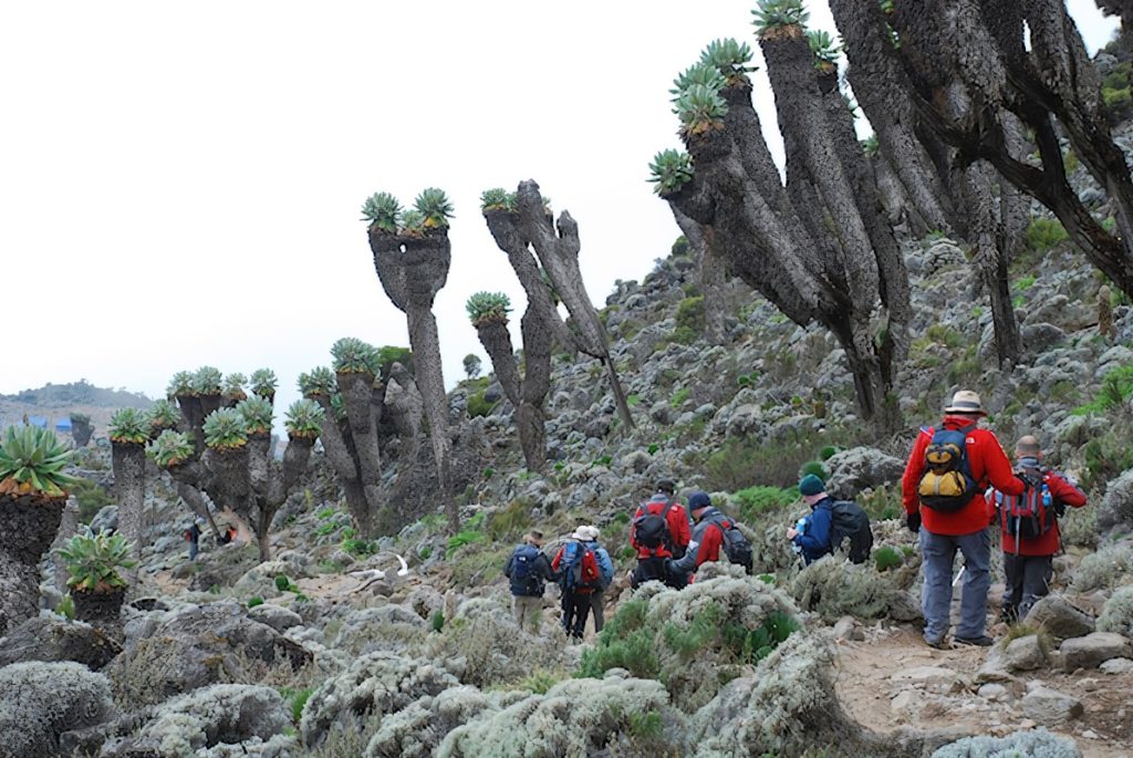 mountain-Kilimanjaro-flora