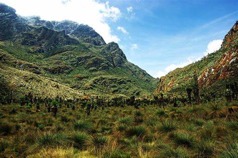 Rwenzori-mountain-trekking-terrain