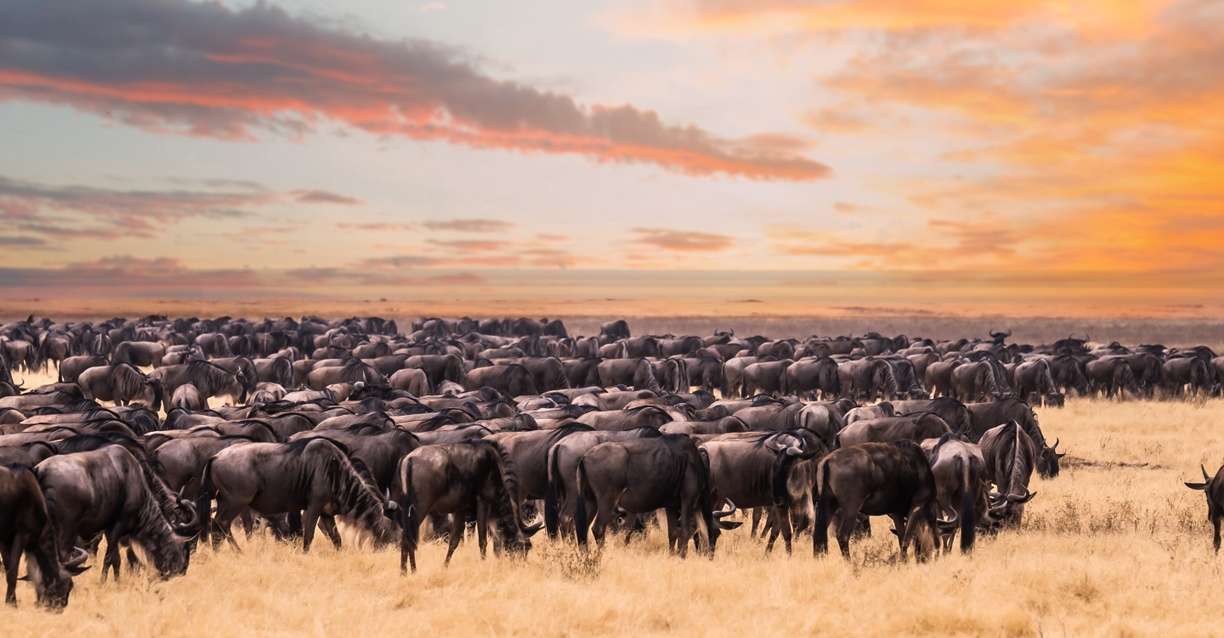 Serengeti and Masaai Mara Wildebeest Migration