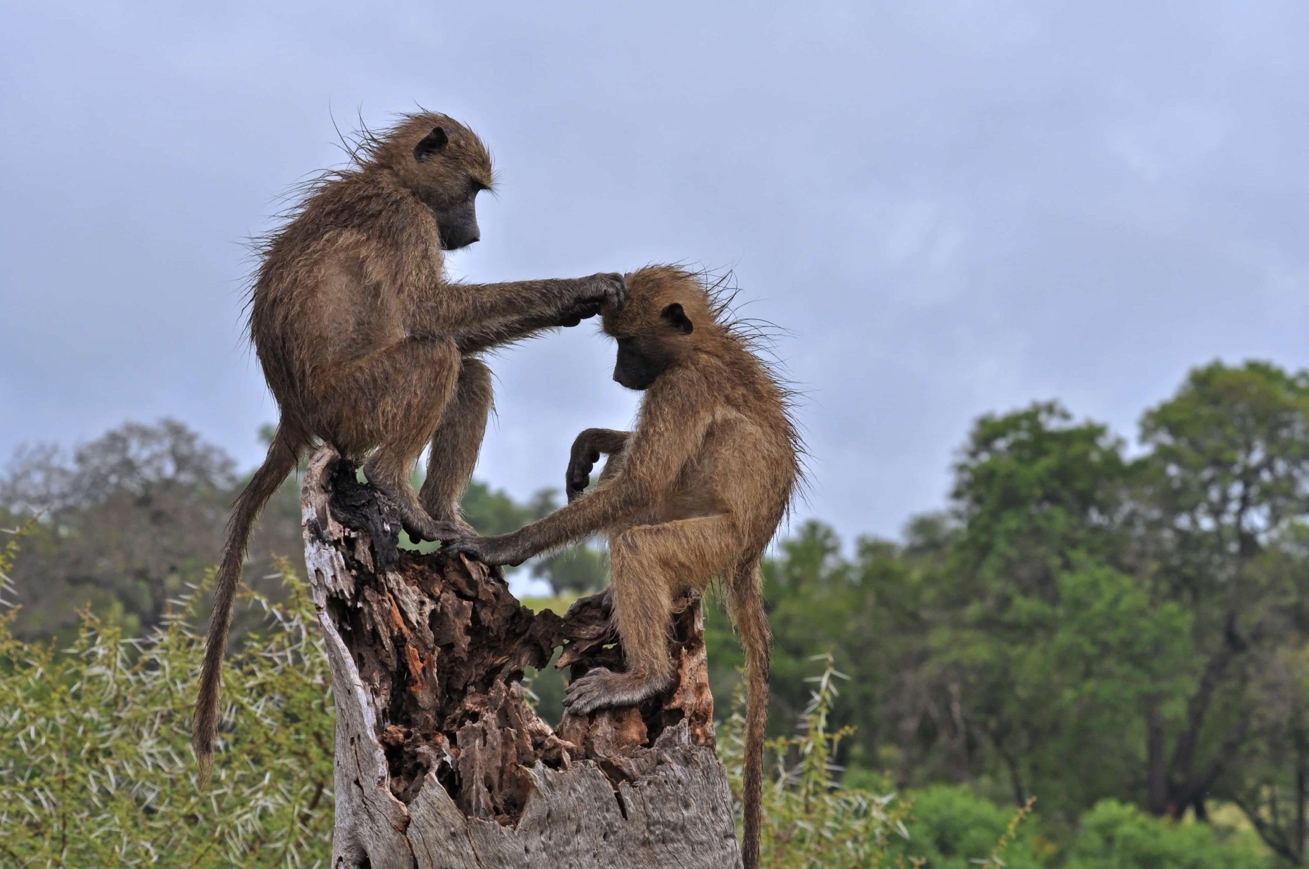 Tanrangire-National--game-park-wildlife-safari