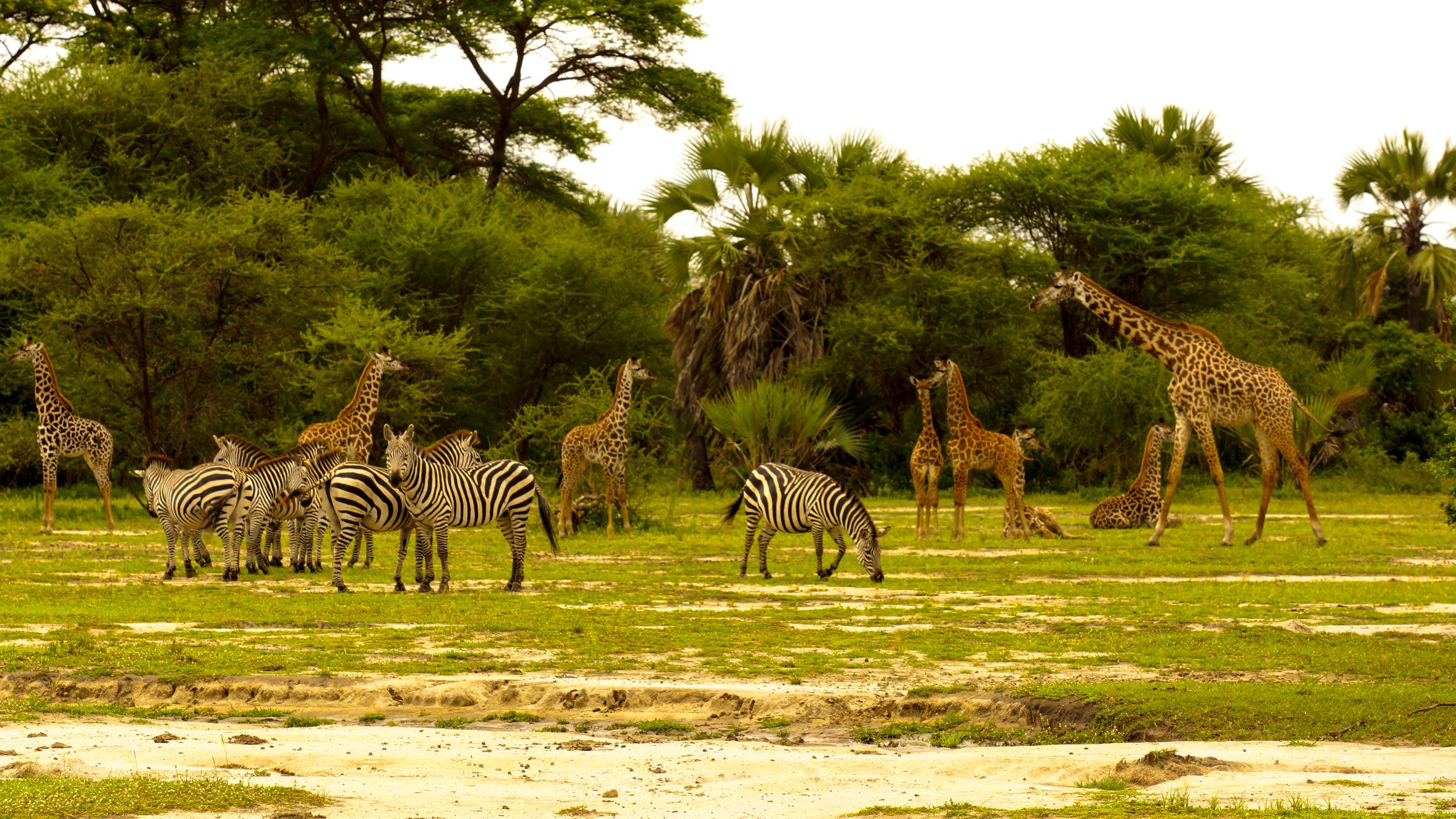 Tarangire-National-park-wildlife-safari