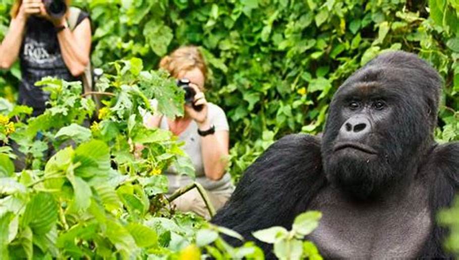  best gorilla trekking tours Uganda-Bwindi