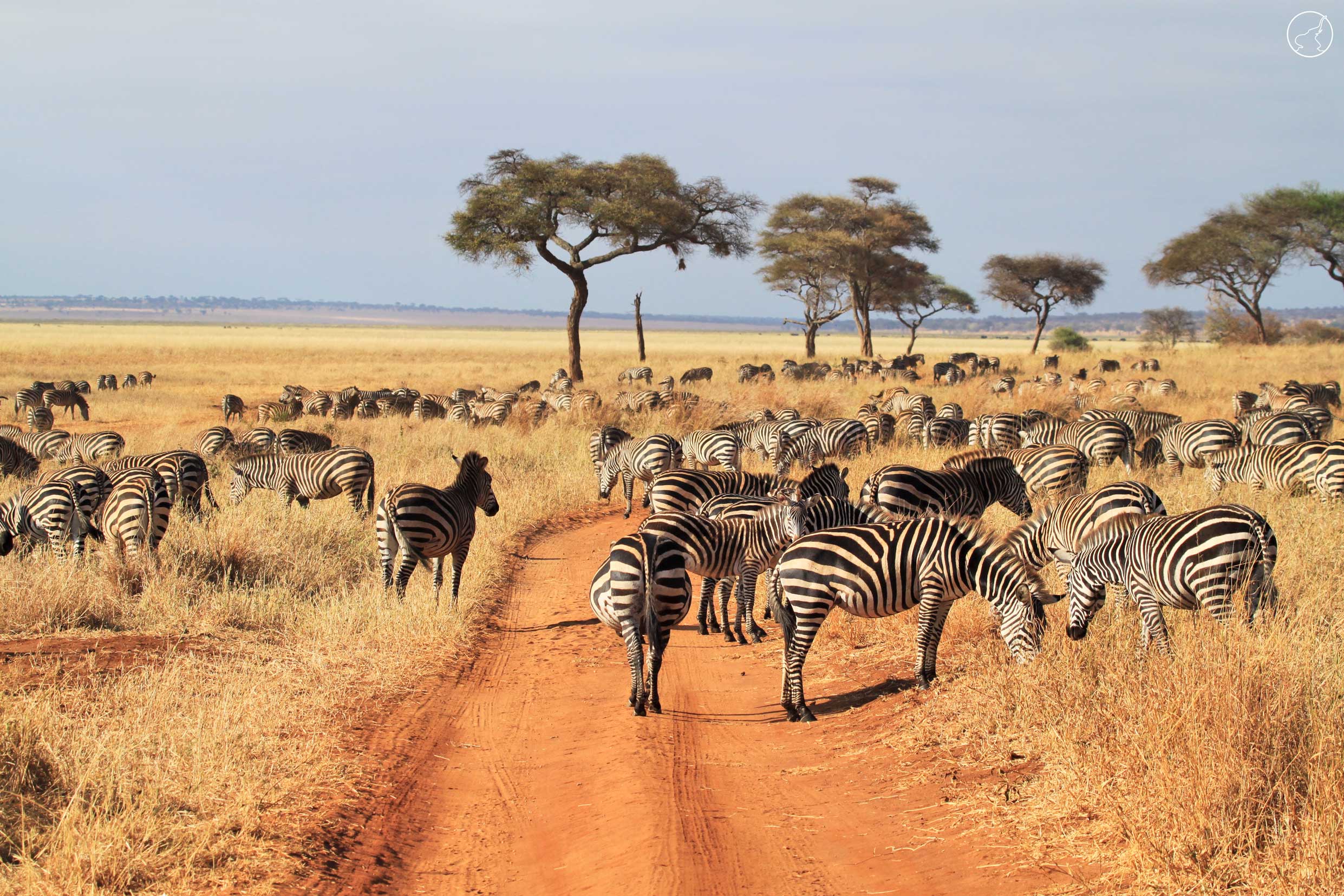 Tanzania-wildlife-safari