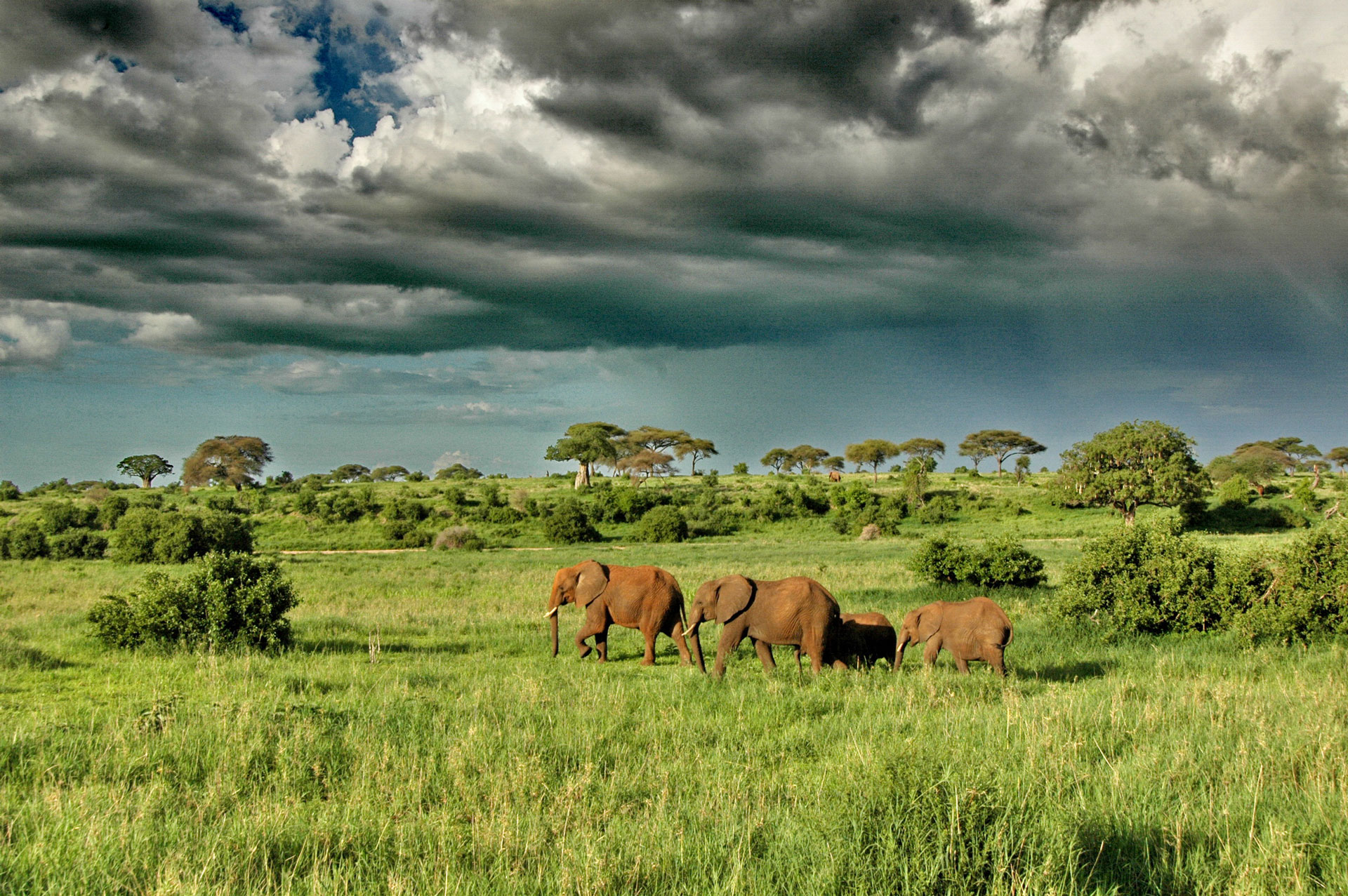 Tanzania-safari-wildlife