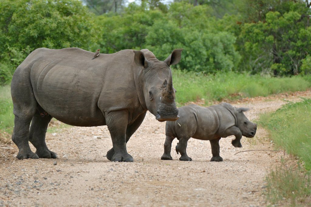 Africa-big-5-safari-animal-Rhinoceros