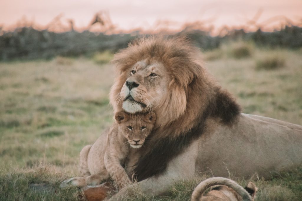 Africa-safari-Big-Five-animal-lion