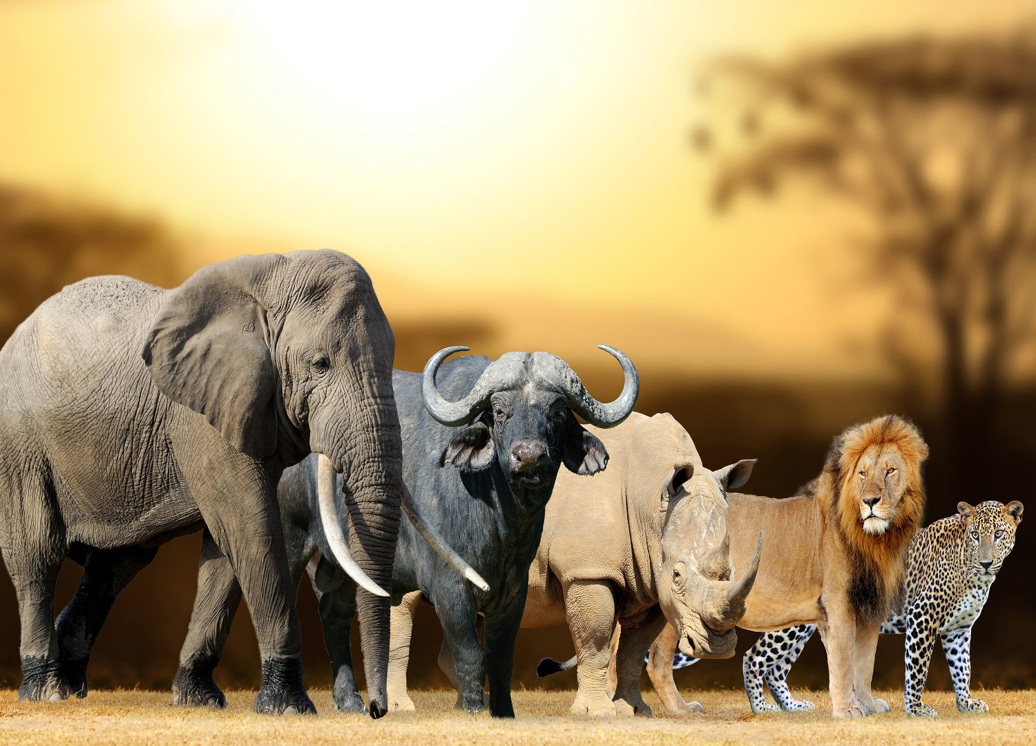 Big 5 safari African animals