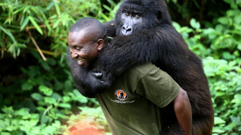 Virunga National park gorilla trekking