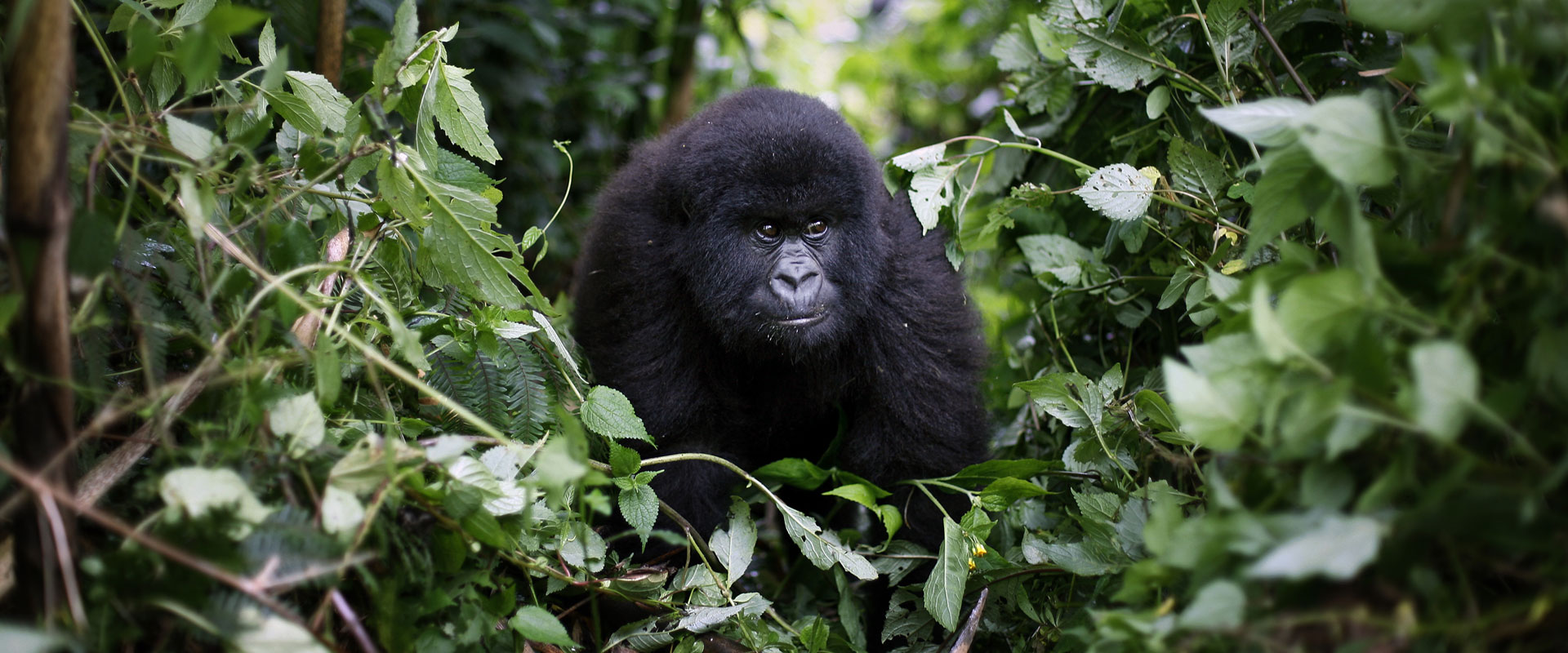 virunga-safari-gorilla-tour